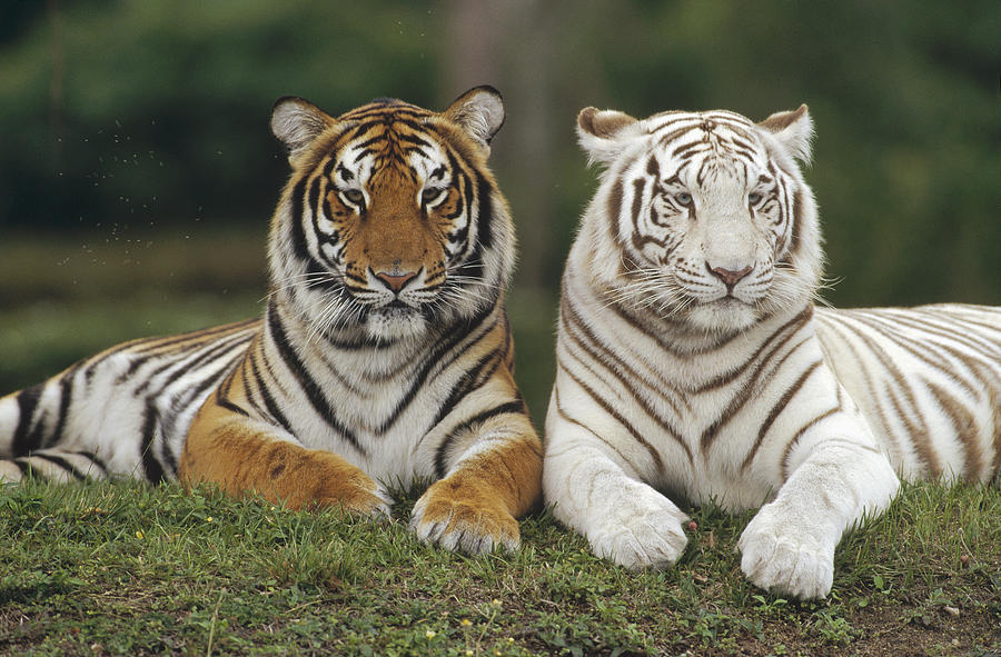 Best Tiger Safari Packages