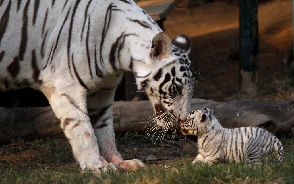 Kaziranga, Assam white tiger safari