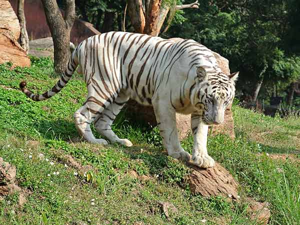 Nilgiri Hills white tiger safari