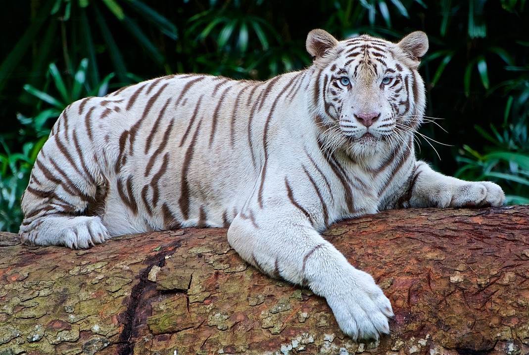 Sundarbans White tiger safari